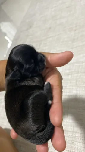 Filhotes fêmeas Shihtzu Origem pura