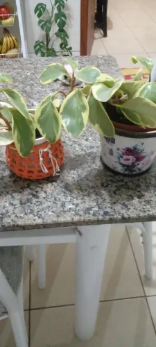 Vasos com lindas folhagem
