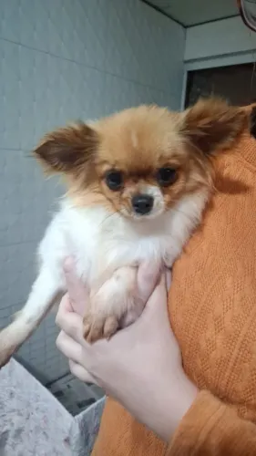 Fêmea de chihuahua  nova castrada  a venda