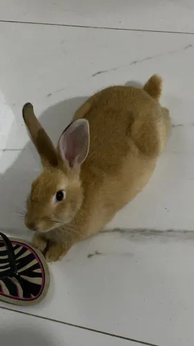 Doação coelho macho 5 meses