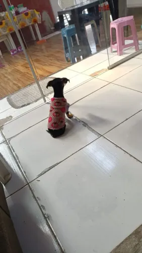 Cachorro pinscher