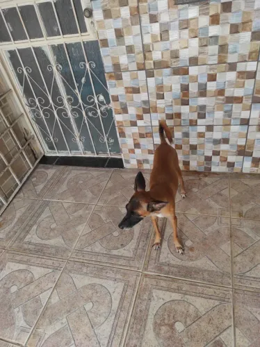 Cachoro doação