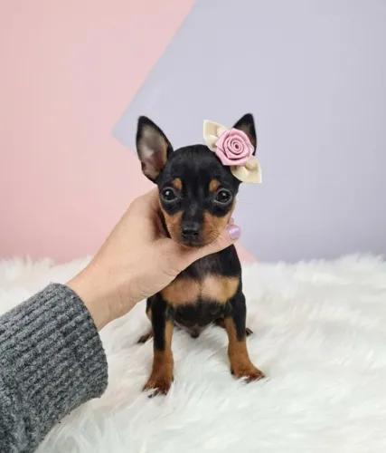 Pinscher Apaixonante