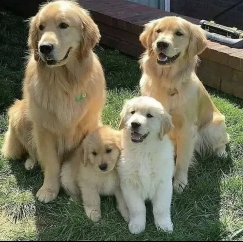 Golden Retriever Filhotes especiais para criar memórias inesquecíveis