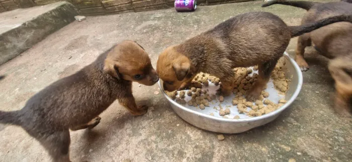 Doa-se filhotes de cachorro 