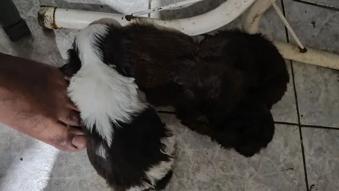 Filhotes de Shih Tzu legítimos a pronta entrega uma fêmea e 4 machinhos, pais no local l