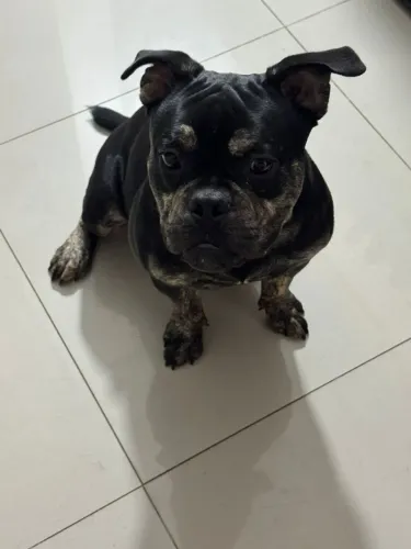 Lindo América Bully macho com todas as vacinas 