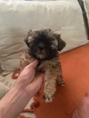 Vendo Filhote Fêmea Lhasa