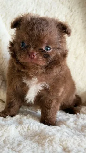 Chihuahua. Excelente linhagem. Para os amantes da raça! Um príncipe disponível!