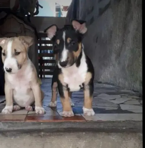Bullterrier ¿ mês dos namorados !