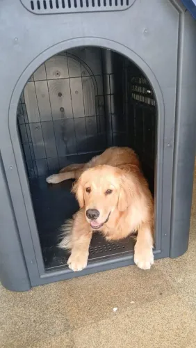 Casinha de plástico para cachorro grande