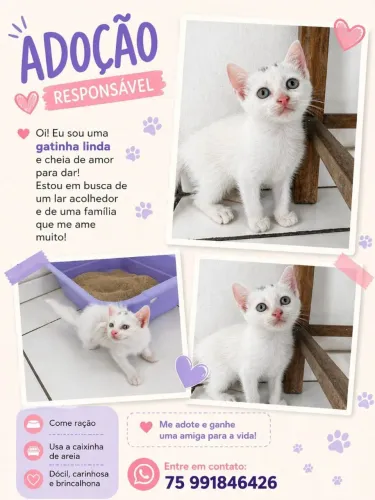 Doa-se Gata Fêmea Filhote 