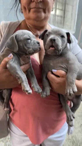 Bully Micro blue