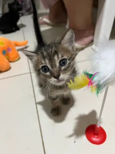 Gatinho Tigrado - Adoção