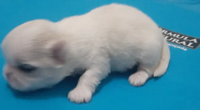 Machinho de Shih Tzu branco