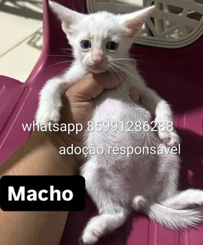 Gatinhos fofuxos pra adoção responsável