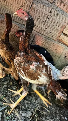 Frango índio puro iodo...