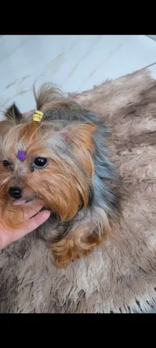 Micro fêmea de yorkshire 