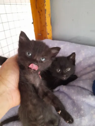 Gatinhos pra doação Pinhais *