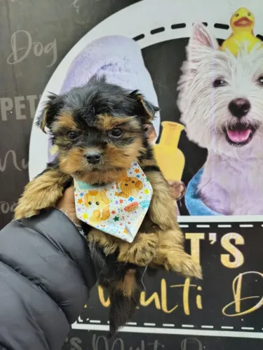Se vc procura por um yorkshire micro padrão ursinho facinho curtinho aqui nós temos 