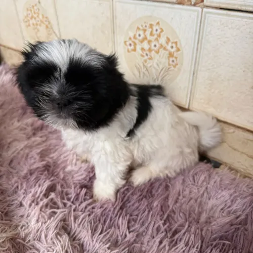 Lindas bebês ?