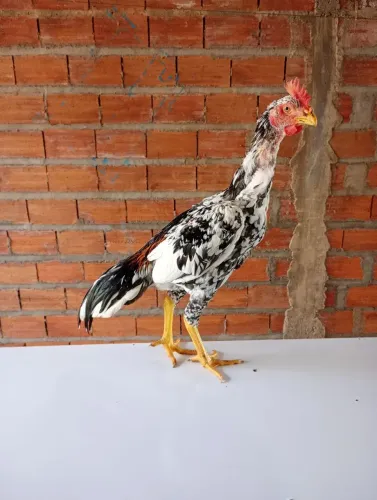 Galo índio