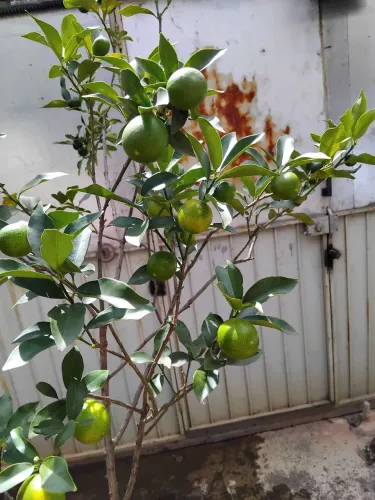 Laranja kinkan 150,00 