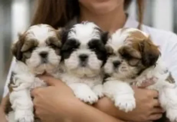 Bebezinho Shih tzu/ shihtzu saudáveis e muito sociáveis