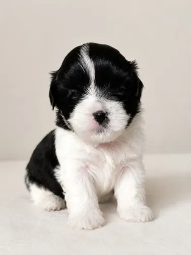 Filhotes de lhasa de apso