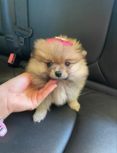 Filhote Spitz Fêmea pequena
