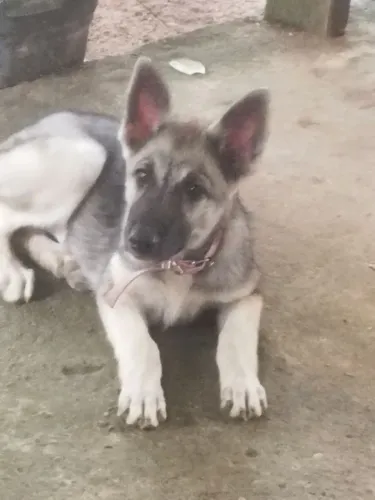 Filhote Pastor alemão femia 