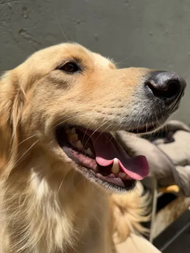 Golden Retriever 