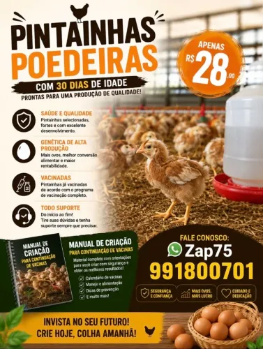 Pintainhas poedeiras 