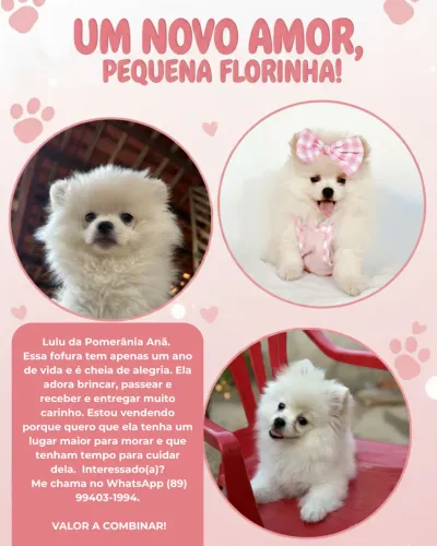 Lulu da Pomerânia Fêmea ?