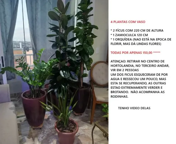 Plantas com vasos