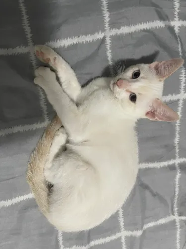 Doação filhote gato branco 