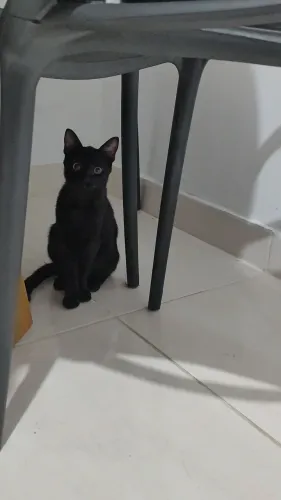 Doação de gatinhos