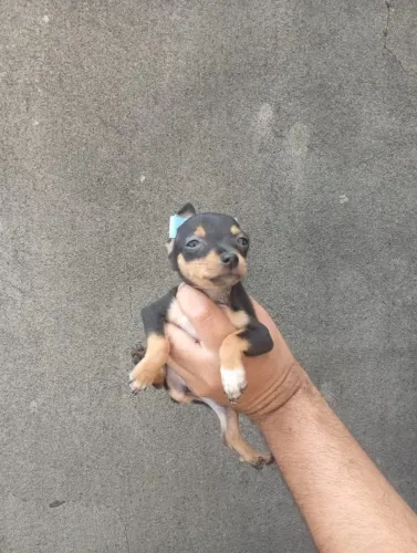 Pinscher Zero disponível hoje