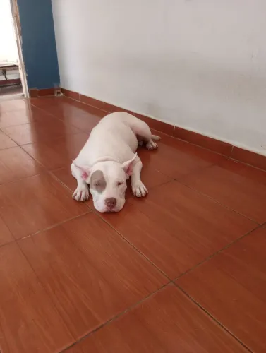 Pitbull fêmea. Doa-se 