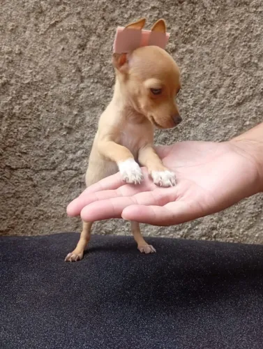 Pinscher e Yorkshire com acompanhamento veterinário