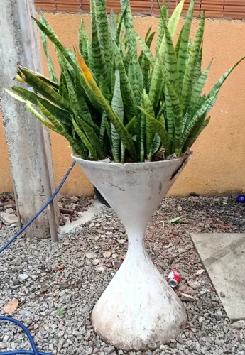 Taça ornamentação para jardim 