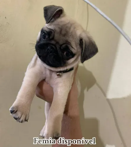 Presente para o dia das mães bebês de pug disponível no cartão em 12 vzs entrego 