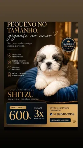 Filhote de Shitzu macho 