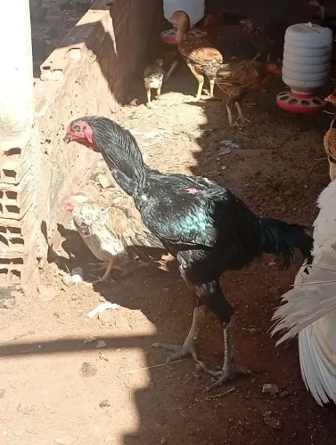 Galo índio gigante urubu crista de bola barbela de boi peito reto dentro dos padrões top