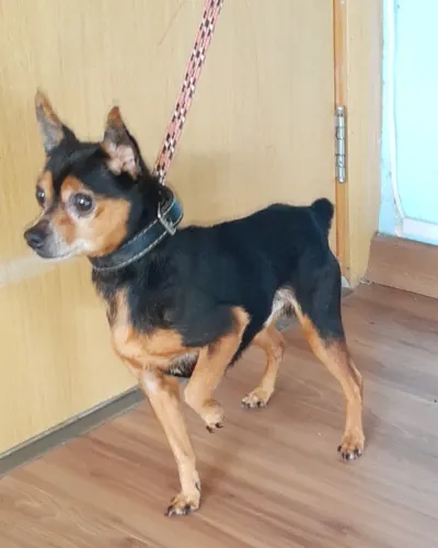 Pinscher adulto