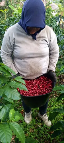 Café de especialidade da Colômbia