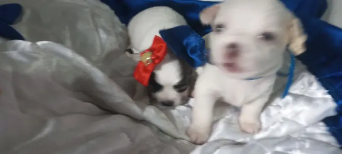 Chihuahua