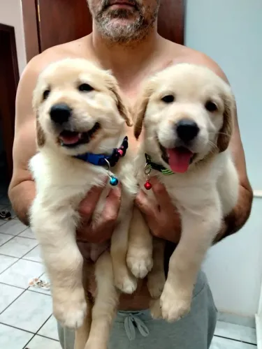 Filhotes de Golden Retriever