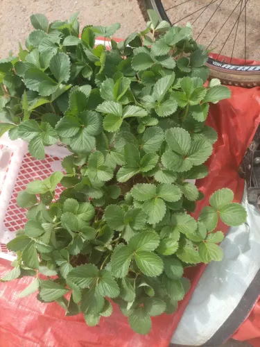 Mudas de morangos 