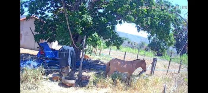 Mula mansa